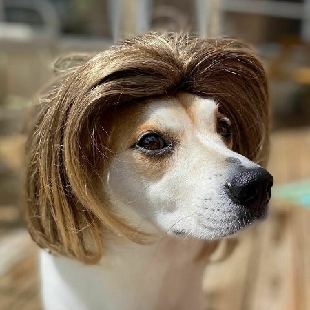 Dog with Brown Wig