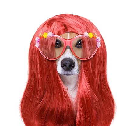 Dog Red Wig
