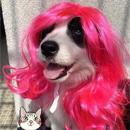 Dog with Pink Wig