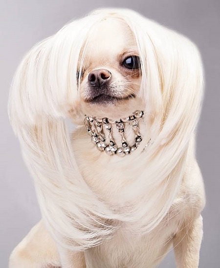 Dog with Blonde Wig