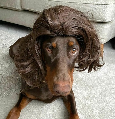 Dog with Wig