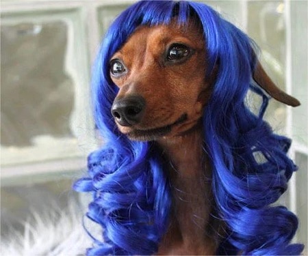 Blue Dog Wig