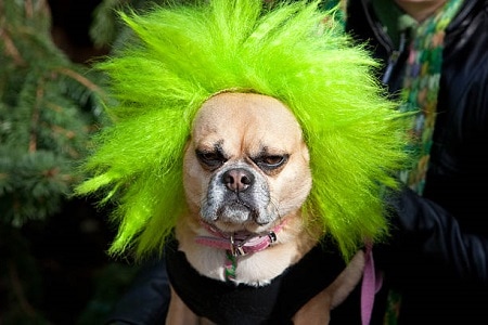Green Dog Wig