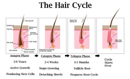 4a Hair growth stages